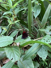 Paralaxita damajanti