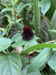 Paralaxita damajanti