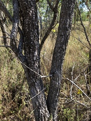 Dolichandrone alternifolia