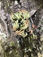 Selaginella tamariscina