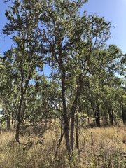 Dolichandrone alternifolia