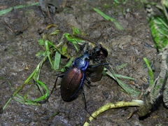 Carabus regalis