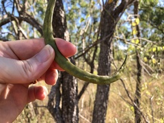 Dolichandrone alternifolia