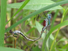 Lestes dryas
