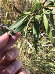 Dolichandrone alternifolia