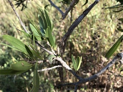 Dolichandrone alternifolia