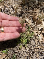 Antennaria marginata