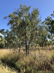 Dolichandrone alternifolia