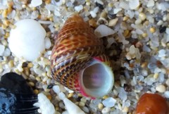 Prothalotia pulcherrima