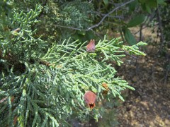 Walshomyia juniperina