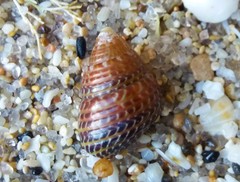 Prothalotia pulcherrima