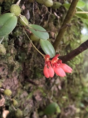 Bulbophyllum albociliatum