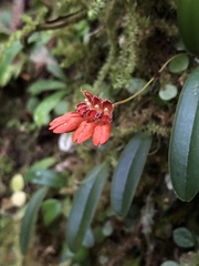 Bulbophyllum albociliatum