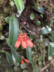 Bulbophyllum albociliatum
