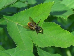 Laphria flava
