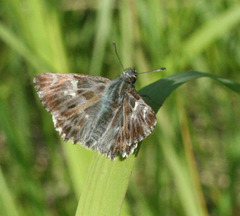 Muschampia floccifera