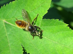 Laphria flava