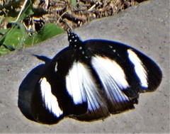 Hypolimnas anthedon wahlbergi