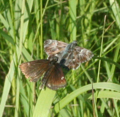 Muschampia floccifera
