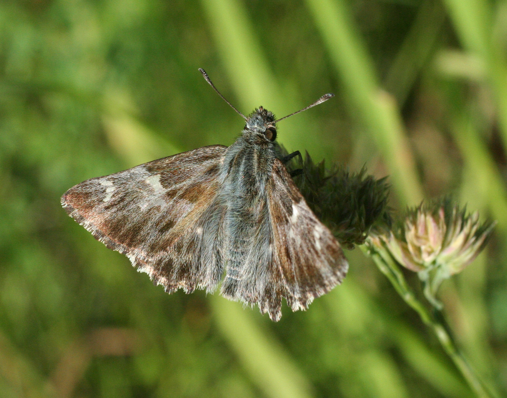 Tufted Marbled Skipper
