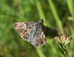 Muschampia floccifera
