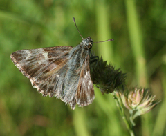 Muschampia floccifera