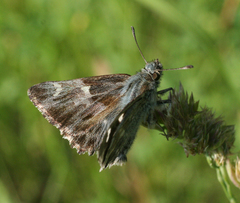 Muschampia floccifera