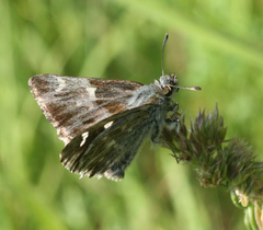 Muschampia floccifera