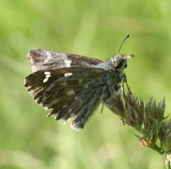 Muschampia floccifera