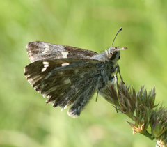 Muschampia floccifera