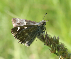 Muschampia floccifera