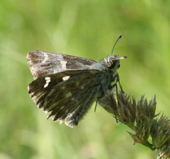 Muschampia floccifera