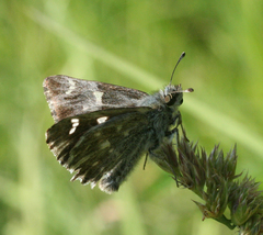 Muschampia floccifera