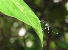 Toxorhynchites splendens