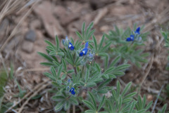 Lupinus kingii
