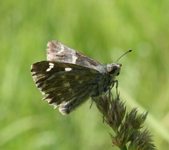 Muschampia floccifera