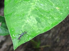 Toxorhynchites splendens