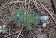 Lupinus kingii