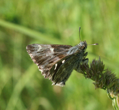 Muschampia floccifera