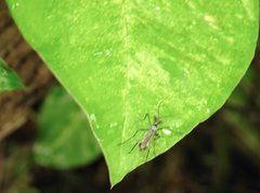Toxorhynchites splendens