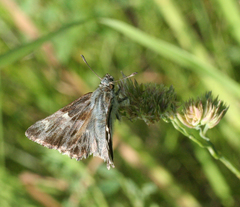Muschampia floccifera