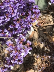 Apis mellifera