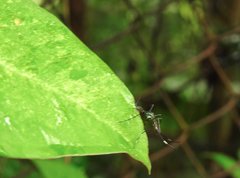 Toxorhynchites splendens
