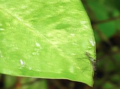 Toxorhynchites splendens
