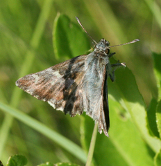 Muschampia floccifera