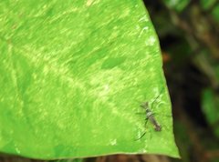 Toxorhynchites splendens