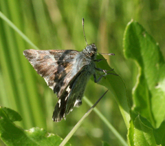 Muschampia floccifera