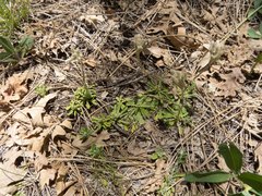 Antennaria marginata
