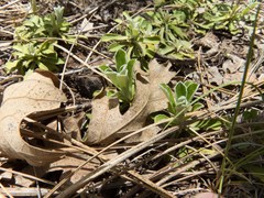 Antennaria marginata