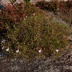 Lithotoma anethifolia